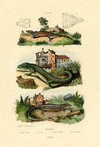 Grøn øgle, 1833-39 af French School